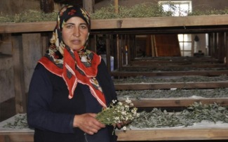 Boğatepe’de şifalı bitkiler bitki müzesinde kurutuluyor | GazeteKars
